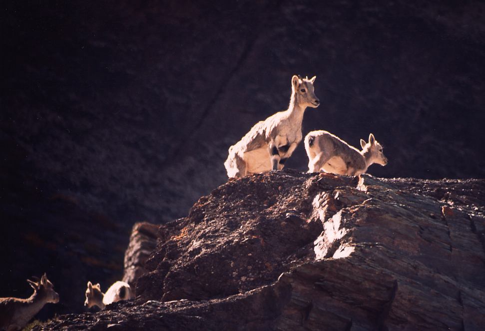 bharal