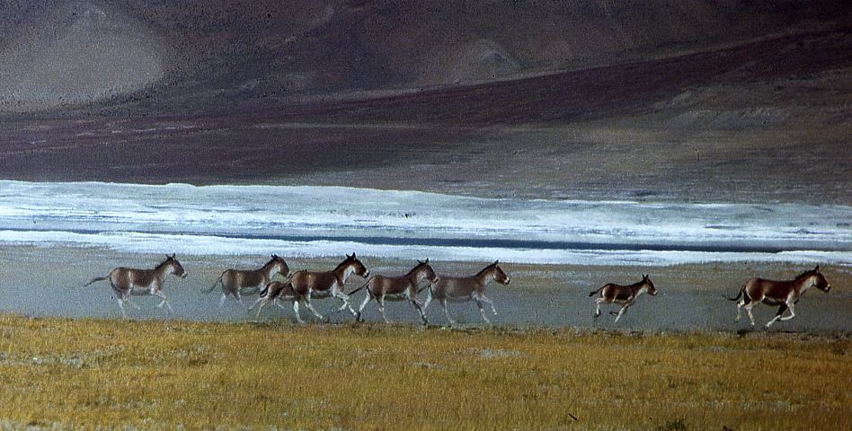 kyangs_tso_khar