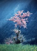 Arbre_en_fleurs